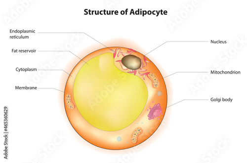 Biological illustration of adipocyte (adipocyte structure) photo