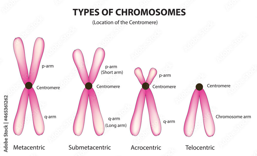 Types of chromosomes (Classification of Chromosome)