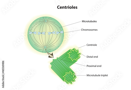 Biological illustration of centriole (couple of centrioles) photo