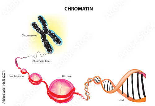 Microbiological structure of chromatin with histone protein