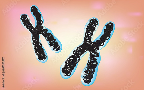 typical chromosomes in cell nucleus