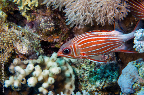 A Crowned Squirrelfish  Sargocentron diadema  in the Red Sea  Egypt