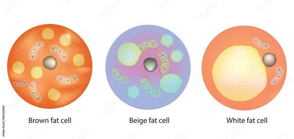 Biological illustration of fat cells (Three types of fat cells) Stock ...