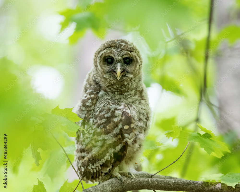 Adorable baby owl looking at the camera