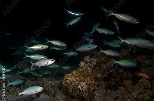 Huge numbers of fusiliers feeding on a coral reef at night in the Red Sea