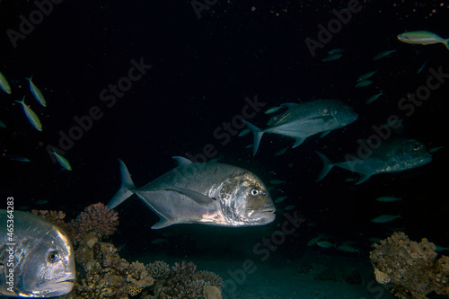 Giant Trevally (Caranx ignobilis) hunting for food at night in the Red Sea, Egypt photo