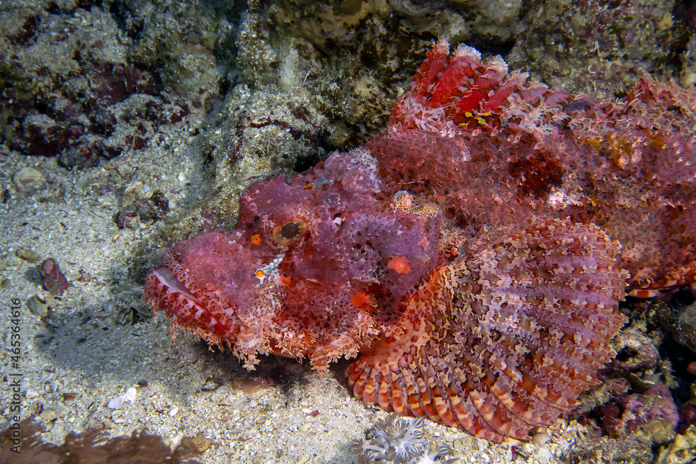 A close up of a Bearded Scorpionfish (Scorpaenopsis barbata) A close up of a Bearded Scorpionfish (Scorpaenopsis barbata)