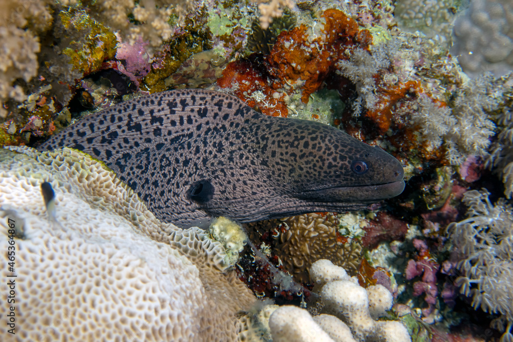 A Giant Moray Eel (Gymnothorax javanicus) in the Red Sea A Giant Moray Eel (Gymnothorax javanicus) in the Red Sea
