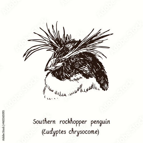 Southern rockhopper penguin (Eudyptes chrysocome) head portrait. Ink black and white doodle drawing in woodcut style.