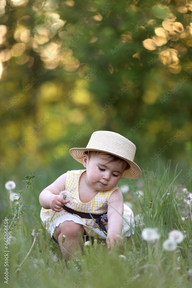 summer portrait of a little beautiful plump girl in a straw hat sniffing dandelions. allergy free concept. summer portrait of a little beautiful plump girl in a straw hat sniffing dandelions. allergy free concept.