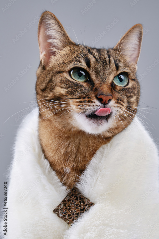 Fashion beauty pretty tabby cat is wearing fur shawl. Proud kitten shows tongue in a fur collar posing in a photo studio. Brown domestic cat in elegant costume of queen. Selective focus