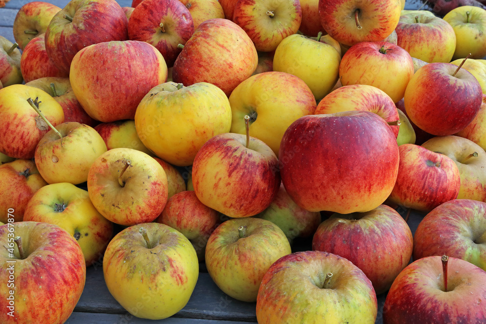 fresh harvest of organic Topaz apples from an urban garden fresh harvest of organic Topaz apples from an urban garden