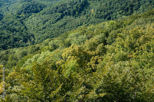 Forest trees seen from above in the moutains Forest nature background. 