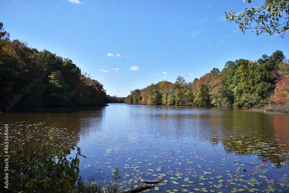 Naklejka premium fall foliage 