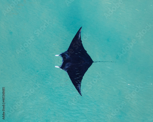 Photography Manta ray