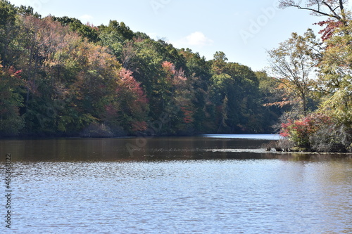 fall foliage 