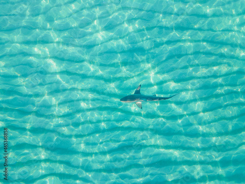 Wallpaper Mural Blacktip shark in miami Torontodigital.ca