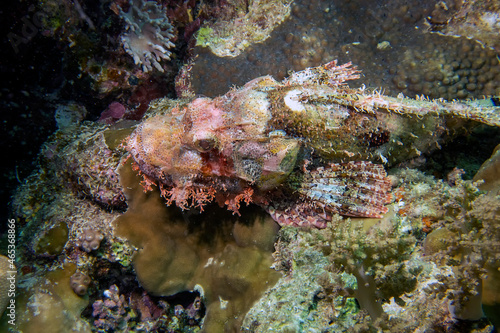A Bearded Scorpionfish (Scorpaenopsis barbata) in the Red Sea, Egypt