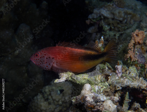 A Freckled Hawkfish (Paracirrhites forsteri) in the Red Sea, Egypt © Rob