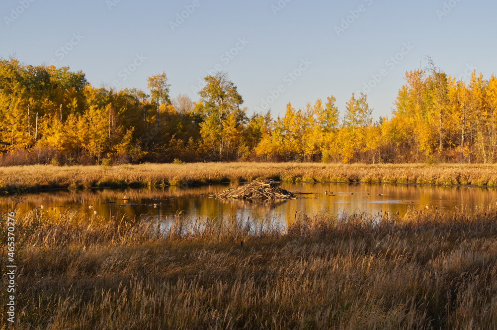 Fototapeta premium A Beaver Lodge in Autumn at Elk Island National Park
