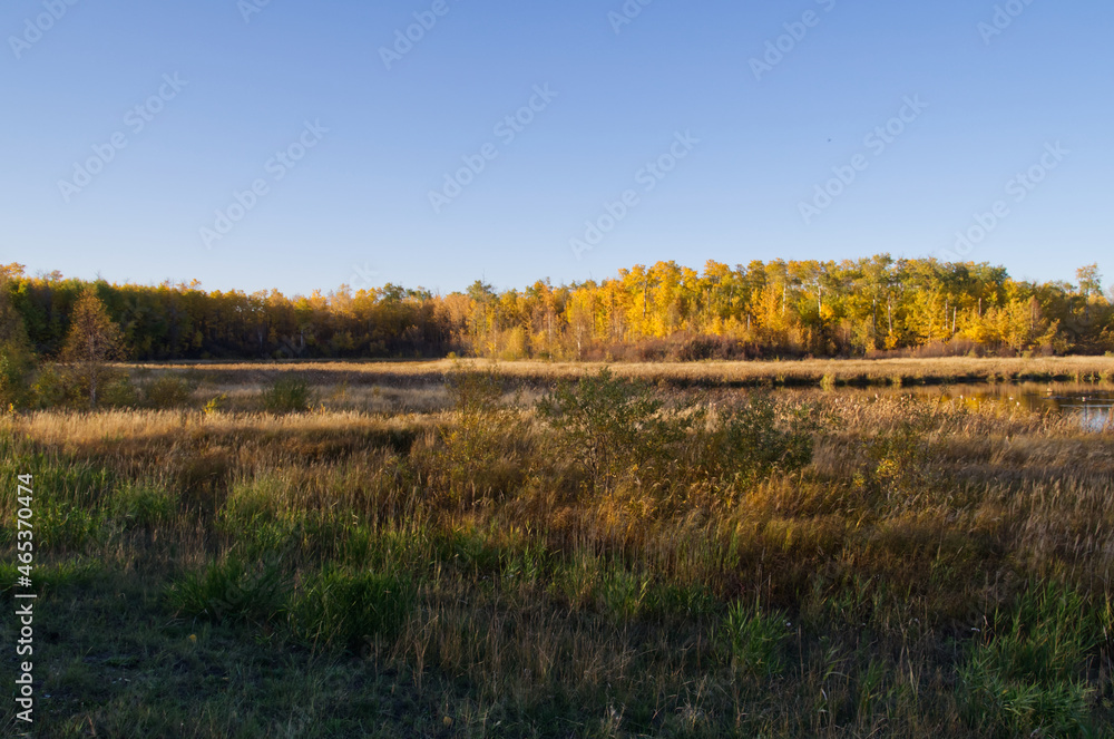 Autumn at a Wetlands at Elk Island National Park