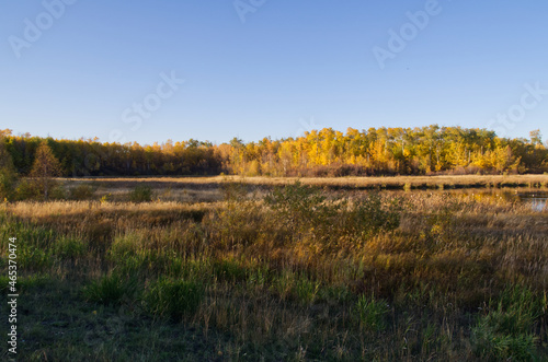 Autumn at a Wetlands at Elk Island National Park