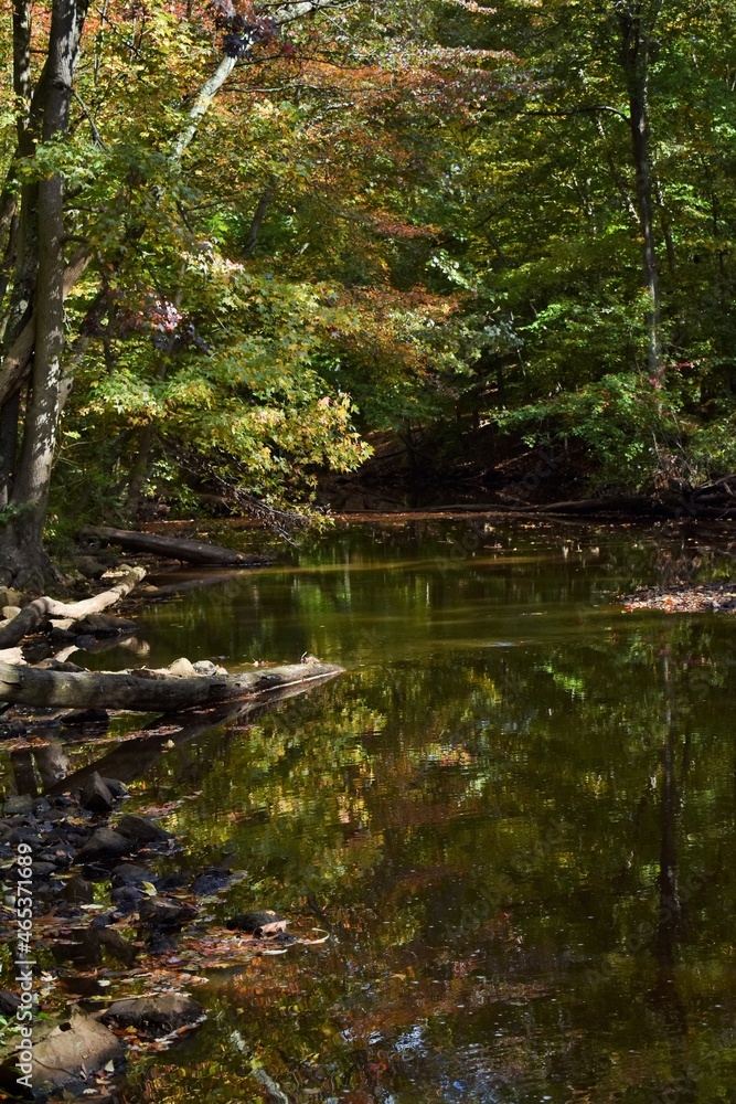 reflection of trees on the water