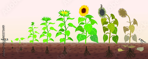 Sunflower life cycle. From seed to flowering, fruiting and wilting. Birds are carriers of plant seeds. Sunflower roots.