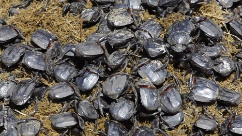 Lots of dung beetles feeding on fresh dung in South Africa