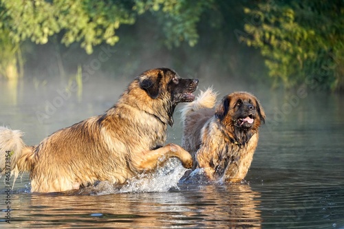 Obraz na plátně Two Dogs In A Lake
