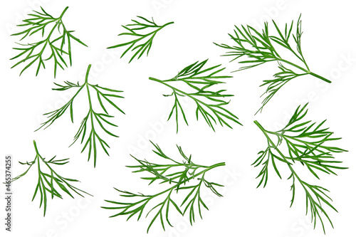 fresh cut dill isolated on white background. clipping path