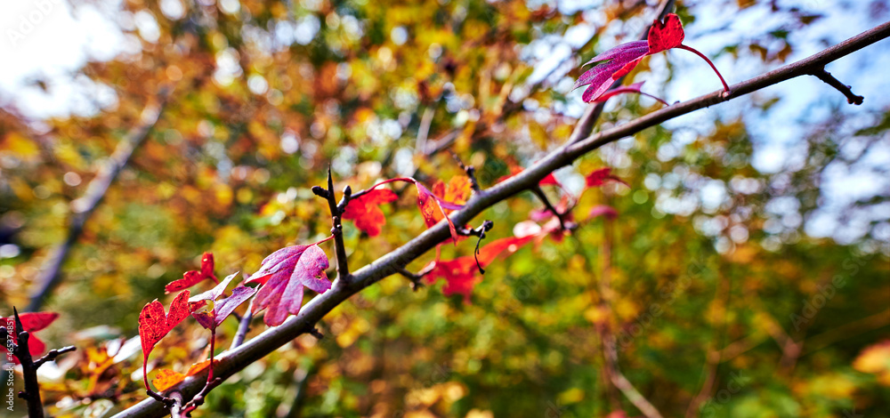 Details of bushes with brightly colored autumn leaves lit by the sun. Details of bushes with brightly colored autumn leaves lit by the sun.