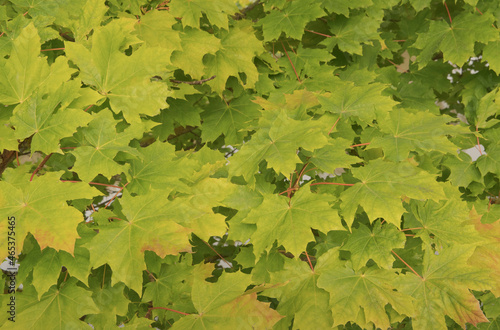 Early autumn motive. Maple leaves start to turn yellow. Soft delicate background