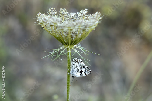 Idea leuconoe, also known as the paper kite butterfly photo