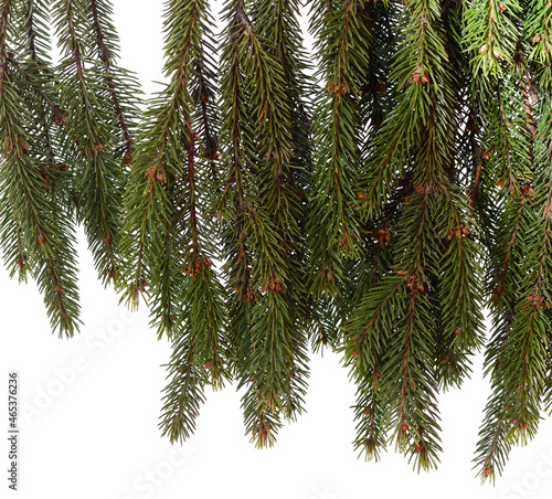 Green branch of thuja.