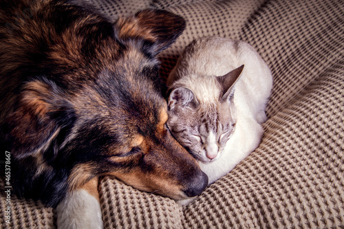 dog and cat being best friends sleeping on blanket