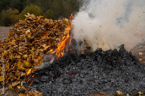 Close-up of a burning pile of fallen dry autumn maple leaves in autumn.