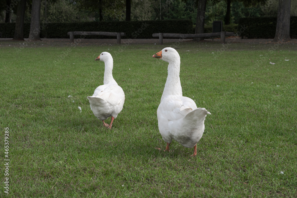 Two leaving geese on a green grass field Two leaving geese on a green grass field