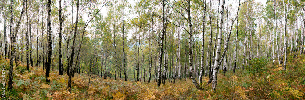 Panorama of birch forest in the mountains. In early autumn, the fern turns yellow. Panorama of birch forest in the mountains. In early autumn, the fern turns yellow.