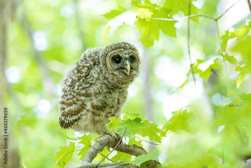 Baby barred owl perched on a branch in the woods Baby barred owl perched on a branch in the woods