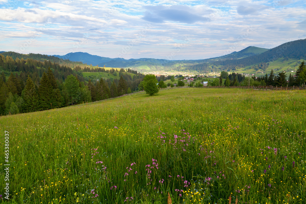 Mountain meadow with pink and yellow flowers near the ukrainian village of Verkhovyna. Mountains on the horizon..