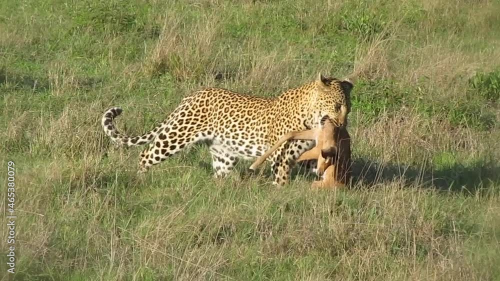 Female Leopard with it's kill, an Impala, in its mouth Female Leopard with it's kill, an Impala, in its mouth