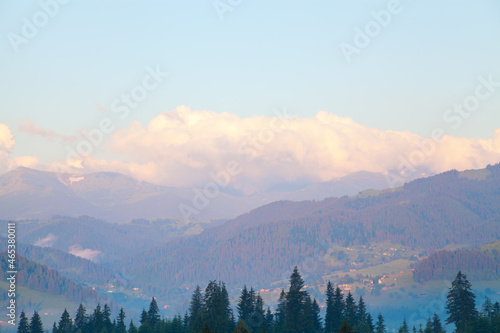 Mountains with patches of snow and a big pink cloud on the top, spruce trees in the foreground. Ukraine, Carpathians