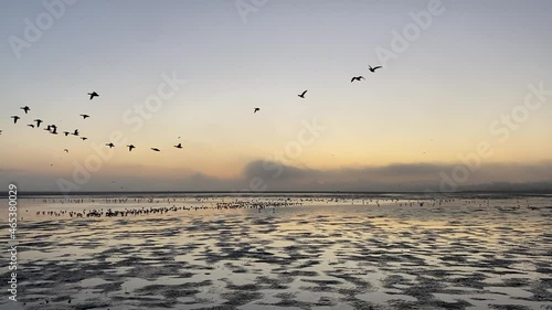 Dawn over Dublin Bay, Ireland with birds flying