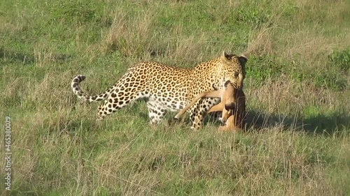 Female Leopard with it's kill, an Impala, in its mouth photo