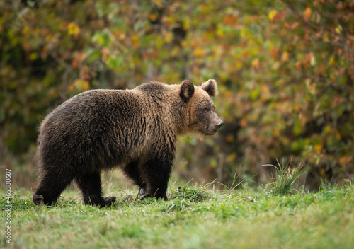 Wild brown bear ( Ursus arctos ) in autumn forest