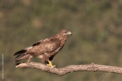 Buzzard perched on a branch.