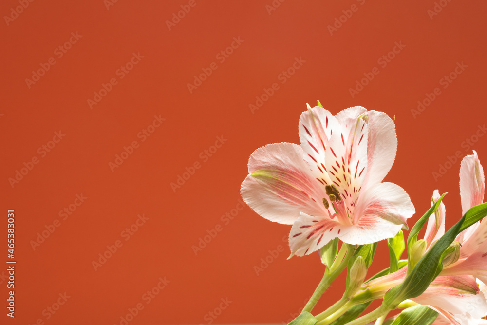 Naklejka premium Flower composition. Peruvian liles on color background. Copy space