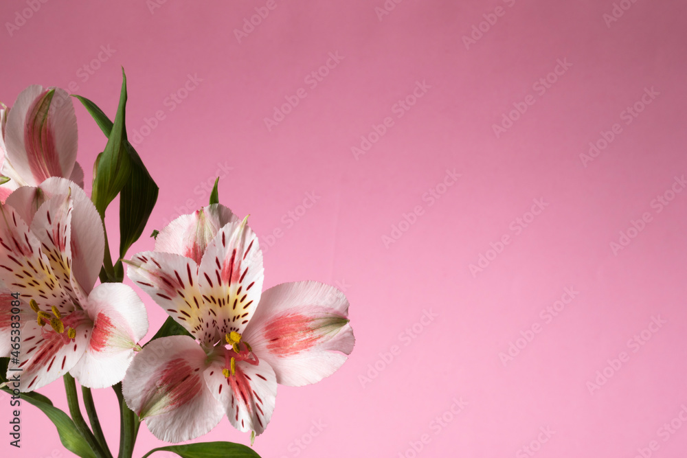 Flower composition. Liles on color background. Fresh Alstroemeria Flower. Copy space Flower composition. Liles on color background. Fresh Alstroemeria Flower. Copy space