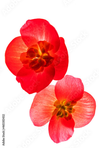 red begonia flowers on the white background